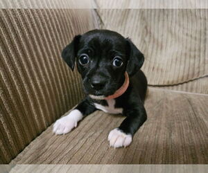 Chihuahua-Unknown Mix Dogs for adoption in OKLAHOMA CITY, OK, USA