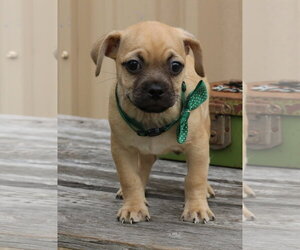 Pug-Unknown Mix Dogs for adoption in Bandera, TX, USA