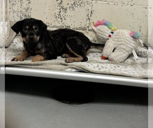 Rottweiler-Unknown Mix Dogs for adoption in Rowlett, TX, USA