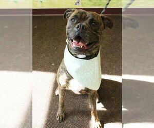 Boxer-Unknown Mix Dogs for adoption in Waynesboro, PA, USA