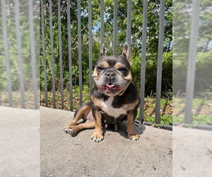 French Bulldog Dogs for adoption in Miami, FL, USA