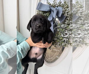 Labrador Retriever Dogs for adoption in Columbus, IN, USA