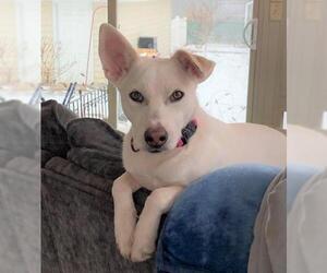 - Mix Dogs for adoption in Hoffman Estates, IL, USA