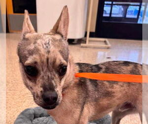 French Bullhuahua Dogs for adoption in Princeton, MN, USA