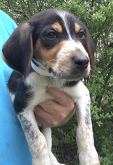 Beagle Dogs for adoption in Pawtucket, RI, USA