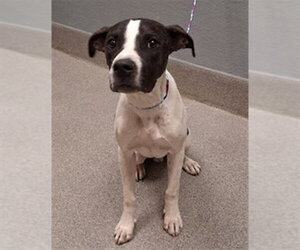 Mutt Dogs for adoption in Las Vegas, NV, USA