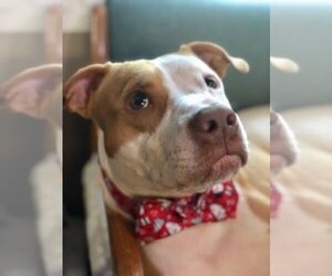 American Pit Bull Terrier Dogs for adoption in Richmond, VA, USA