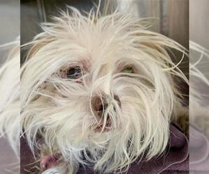 Shih Tzu Dogs for adoption in Chula Vista, CA, USA