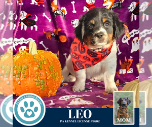 Golden Retriever-Unknown Mix Dogs for adoption in Kimberton, PA, USA