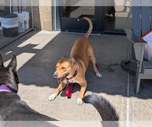 American Pit Bull Terrier Dogs for adoption in Denver, CO, USA