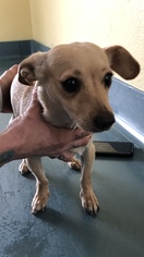Medium Photo #1 Dachshund Puppy For Sale in Chico, CA, USA