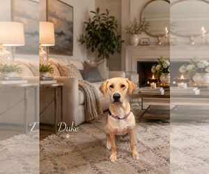Labrador Retriever Dogs for adoption in Menifee, CA, USA
