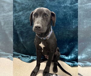 Labrador Retriever-Unknown Mix Dogs for adoption in Sterling, MA, USA