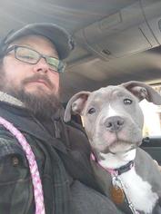 American Staffordshire Terrier Dogs for adoption in Chicopee, MA, USA