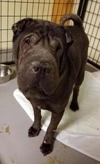 Chinese Shar-Pei Dogs for adoption in Walnutport, PA, USA