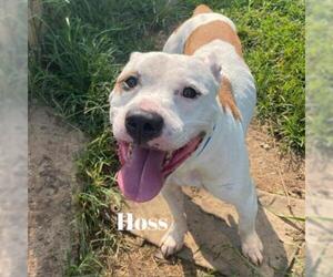 American Bulldog Dogs for adoption in Madisonville, TN, USA