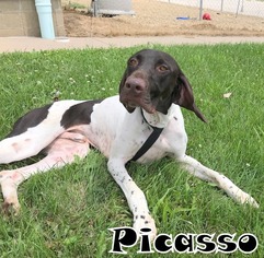 Pointer Dogs for adoption in Tremont, IL, USA