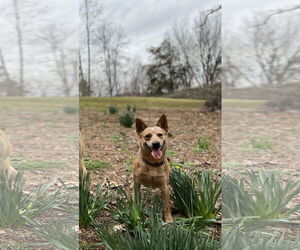 Mutt Dogs for adoption in Mouth Of Wilson, VA, USA