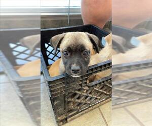 Pug-Unknown Mix Dogs for adoption in San Antonio, TX, USA