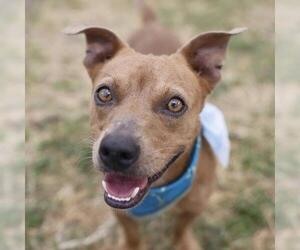 Dachshund-Unknown Mix Dogs for adoption in San Antonio, TX, USA