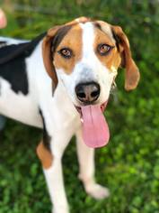 Treeing Walker Coonhound Dogs for adoption in Hornell, NY, USA