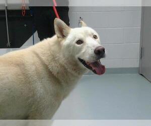 Siberian Husky Dogs for adoption in St. Cloud, FL, USA