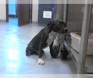 American Pit Bull Terrier-Unknown Mix Dogs for adoption in Fayetteville, NC, USA
