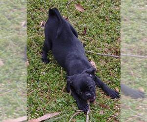 Puggle Dogs for adoption in Cumming, GA, USA