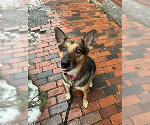 German Shepherd Dog-Unknown Mix Dogs for adoption in Boston, MA, USA