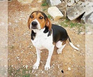 Treeing Walker Coonhound Dogs for adoption in Fredericksburg, TX, USA