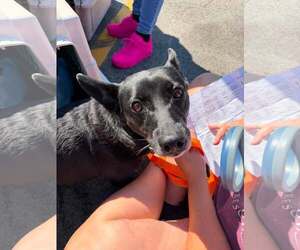 Mutt Dogs for adoption in Woodbury, NY, USA