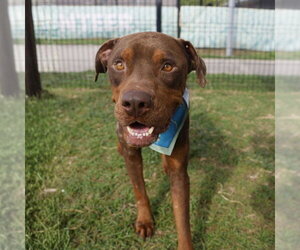 American Staffordshire Terrier-Unknown Mix Dogs for adoption in San Antonio, TX, USA