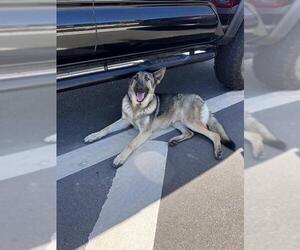 German Shepherd Dog Dogs for adoption in Tracy, CA, USA