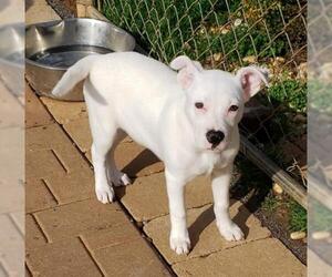 American Bull-Jack Dogs for adoption in Scottsboro, AL, USA