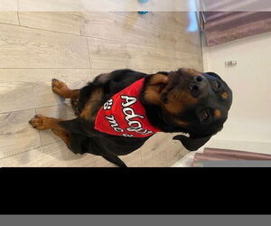 Rottweiler-Unknown Mix Dogs for adoption in Las Vegas, NV, USA