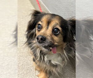 Mutt Dogs for adoption in Las Vegas, NV, USA