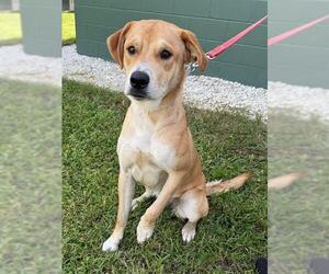Labrador Retriever-Unknown Mix Dogs for adoption in Naples, FL, USA