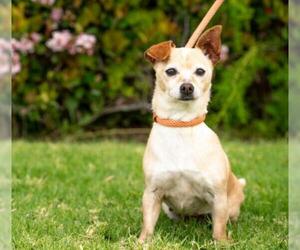 Chihuahua-Unknown Mix Dogs for adoption in El Cajon, CA, USA