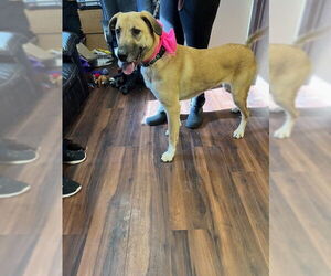 Collie-Labrador Retriever Mix Dogs for adoption in Mt. Laurel, NJ, USA