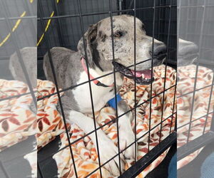 Great Dane Dogs for adoption in Palm Beach, FL, USA