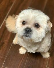 Lhasa Apso Dogs for adoption in Abilene, TX, USA