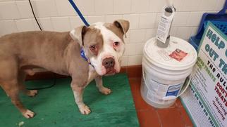 Bull-Boxer Dogs for adoption in Camarillo, CA, USA