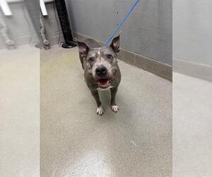 American Pit Bull Terrier-Unknown Mix Dogs for adoption in Las Vegas, NV, USA
