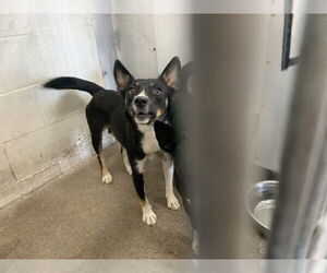 Australian Kelpie-Unknown Mix Dogs for adoption in San Bernardino, CA, USA