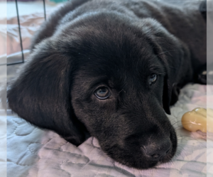 Golden Retriever-Unknown Mix Dogs for adoption in Brooklyn, NY, USA