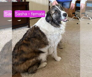 Australian Shepherd-Great Pyrenees Mix Dogs for adoption in Hamilton, MT, USA