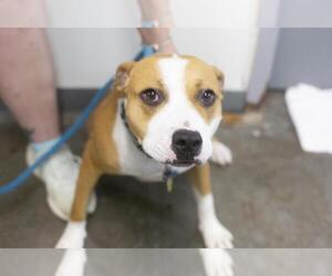 American Pit Bull Terrier-Unknown Mix Dogs for adoption in Mountain Home, AR, USA