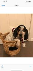 Bluetick Coonhound Dogs for adoption in Tenafly, NJ, USA