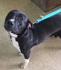 Bullboxer Pit Dogs for adoption in Germantown, OH, USA