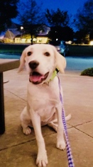 Medium Photo #1 Labrador Retriever Puppy For Sale in Euless, TX, USA